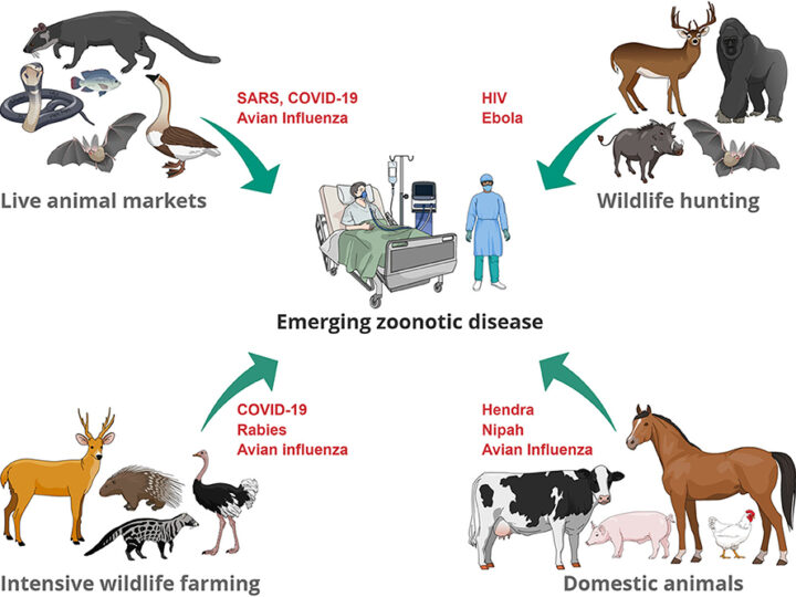 role-of-veterinarians-and-one-health-in-the-fight-against-zoonoses