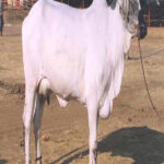 DEWANI COW