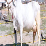 HARIYANA COW