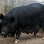 Mali female pigs