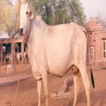 NAGOURI COW