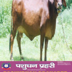 RED SINDHI COW1