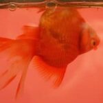 Swim Bladder Disease