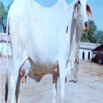 THARPARKAR COW