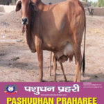 sahiwal cow