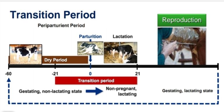 transition-period-pashudhan-praharee