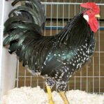 Ancona Poultry Breed