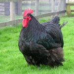 Australorp Poultry Breed