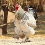 Brahma Poultry Breed