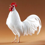 Leg horn Poultry Breed