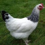 Light Sussex Poultry Breed