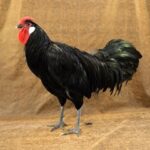 Minorca Poultry Breed