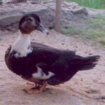 Mule Duck Breed