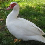 Muscovy duck