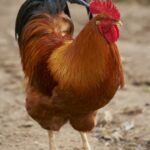 New Hampshire Poultry Breed