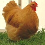 Orpington Poultry Breed