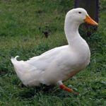 Pekin duck