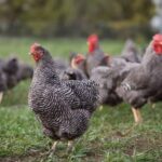 Plymouth Rock Poultry Breed