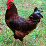 Poultry Breed Rhode Island Red