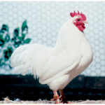 White Plymouth Rock Poultry Breed