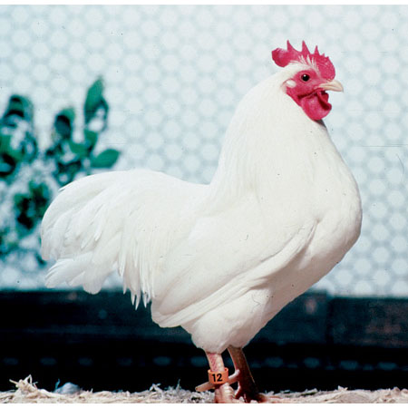 Main native Italian chicken breeds. Reproduced with permission