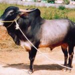 Amrithmahal Bull