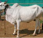 Amrithmahal Cow