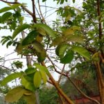 Fig.8. Photograph showing the leaves of guava.