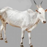 Hallikar Cow