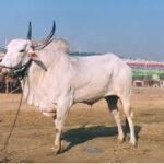 Khillar Bull