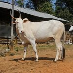 Khillar Cow 