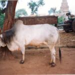 Krishna Valley Bull