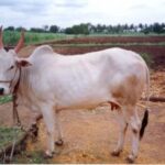 Krishna Valley Cow  