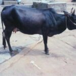 Malnad Gidda Cow