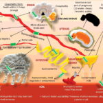 Routes of transmission and their clinical signs