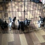 Six French bulldog puppies of 60 days age