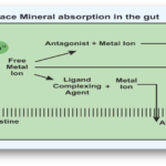 TRACE MINERAL ABSORPTION IN GUT