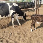 The same calf after 2 years of surgey given a birth to a healthy female calf 1