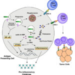 Use of listeria in tumour treatment