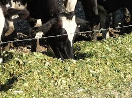 HOW TO PREPARE TOTAL FOR DAIRY CATTLE