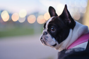 Brachycephalic Obstructive Airway Syndrome (BOAS) In Dogs And Cats