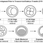 Embryo Developmental Stage Evaluation