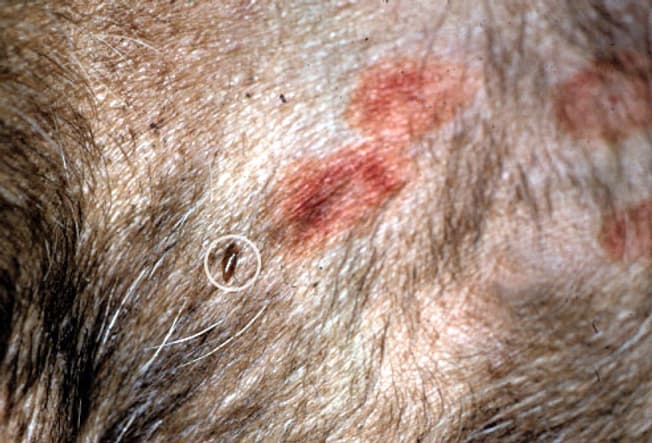 what causes dry skin in dogs