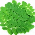 MORINGA LEAVES