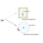 Male silkmoths are more strongly attracted to the pheromones produced by females (chemical signal) than the sight of a female in an airtight box (visual signal).