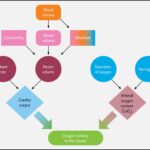 Oxygen delivery to the tissues (DO2)