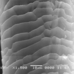 SEM photomicrograph of Coronal cuticular scale pattern of Tiger hair