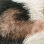 Shedding and Hair Loss (Alopecia)