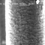 cuticular scale pattern of mithun hair