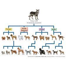 do pedigree dogs have more problems